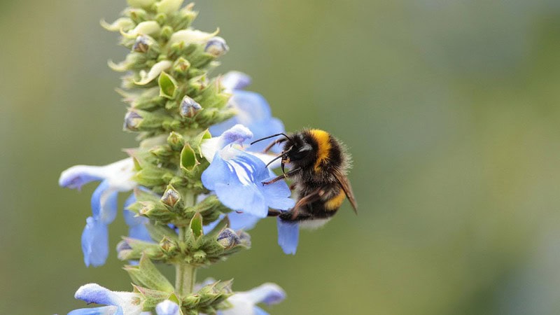 Biene sammelt Nektar auf einer blaue Blume.