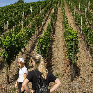 Bild16_1200x675.jpg Gruppe bei einer Weinwanderung durch Weinreben vorbei