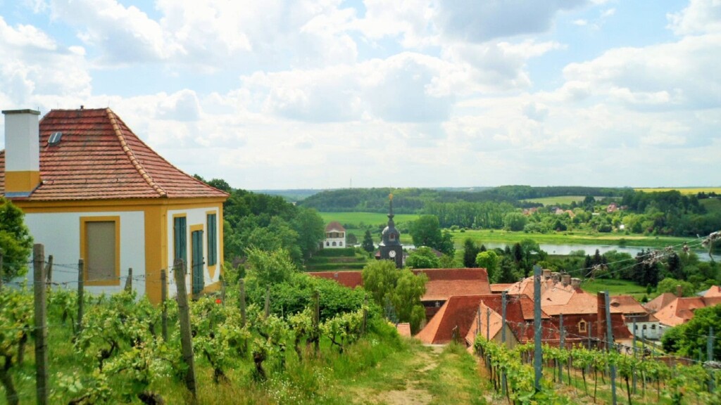 Aussicht von einem Weinberg auf ein Dorf und die Elbe.