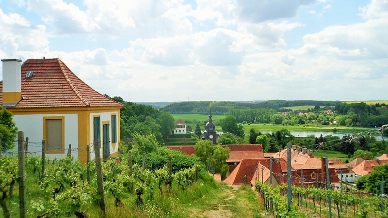 Aussicht von einem Weinberg auf ein Dorf und die Elbe.