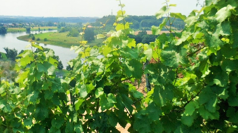 Weinreben wachsen auf einem Hügel. Im Hintergrund ist die Elbe zu sehen. - Weingenuss auf schmaler Spur