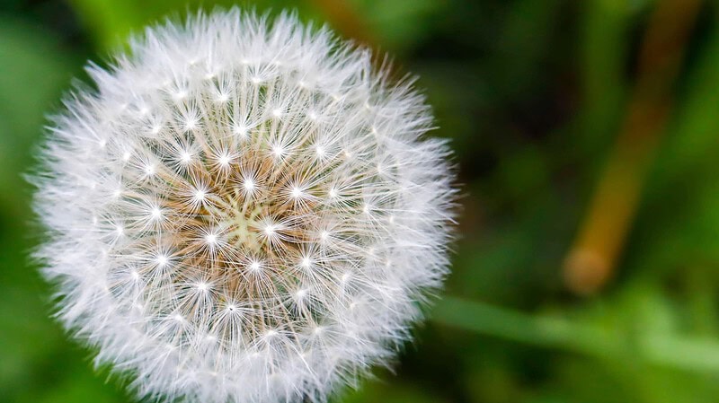Nahaufnahme einer Pusteblume auf einem Fotokurs.