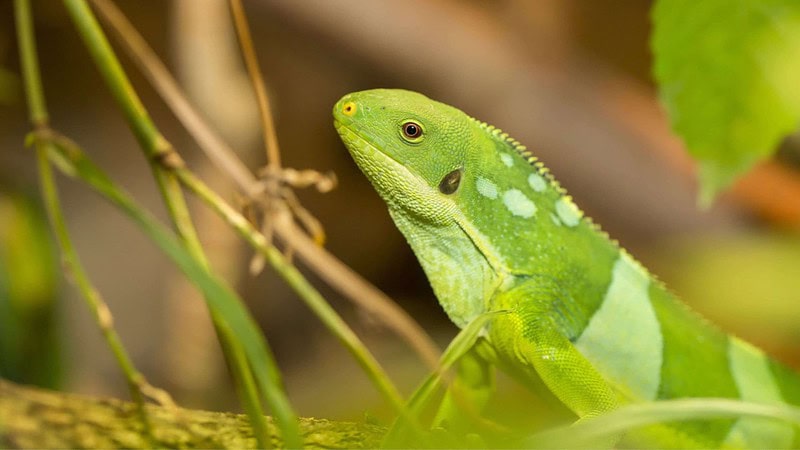Eine Echse nimmt ein Sonnenbad beim Fotokurs Zoosafari.