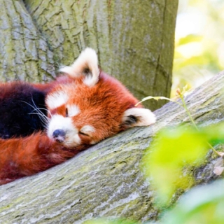 Ein roter Fuchs schläft auf einem Baum in einem Zoo. Zoo Safari Fotokurs.