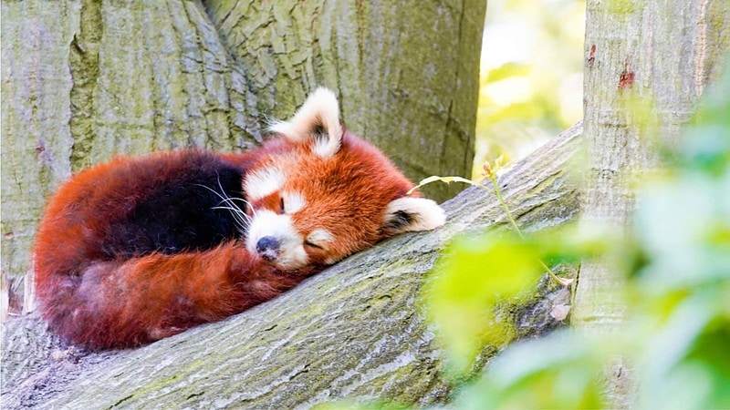 Ein roter Fuchs schläft auf einem Baum in einem Zoo. Zoo Safari Fotokurs.