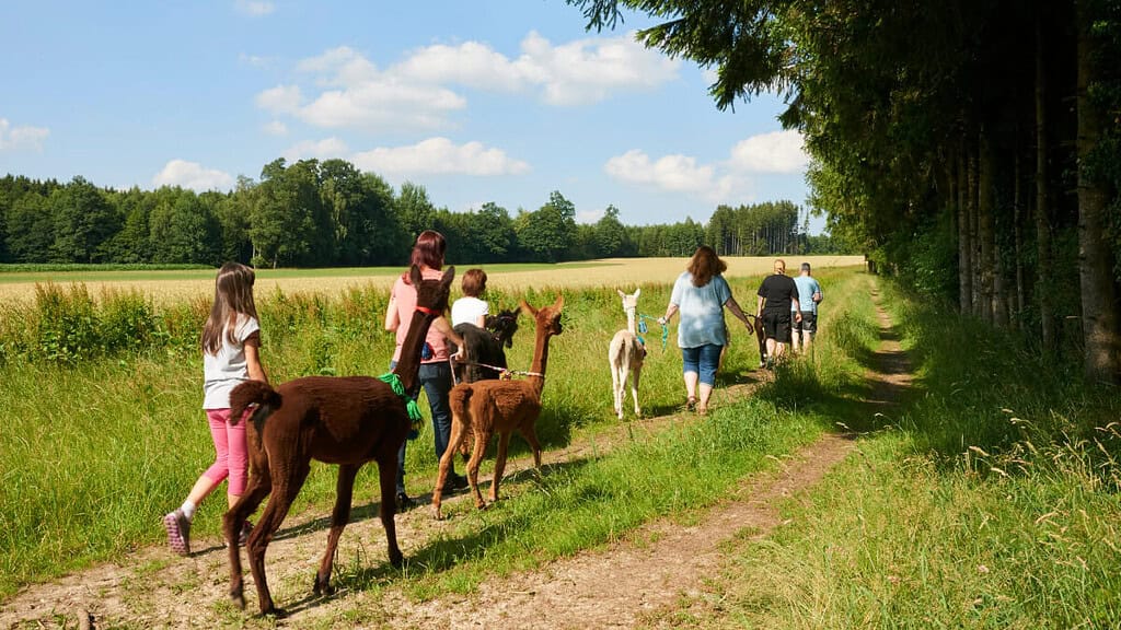 wandern-mit-alpakas-im-wald Eine Gruppe von Menschen wandert mit Alapakas durch den Wald