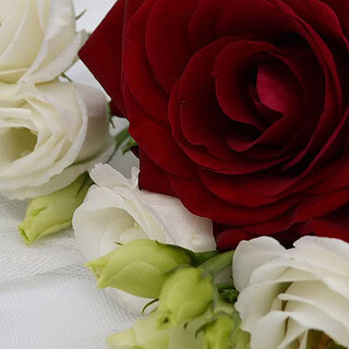 Rote Rose und cremefarbene Blüten liegen auf weißem Untergrund, symbolisieren romantischen Jahrestag.