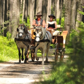 eine Pferdekutsche, die mitten im Wald Fahrgäste befördert