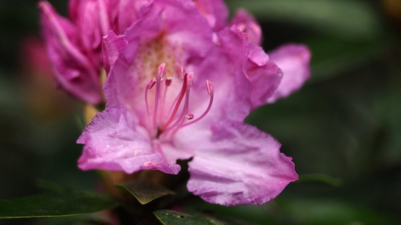 Nahaufnahme einer Rhododendronblüte bei einem Fotokurs.