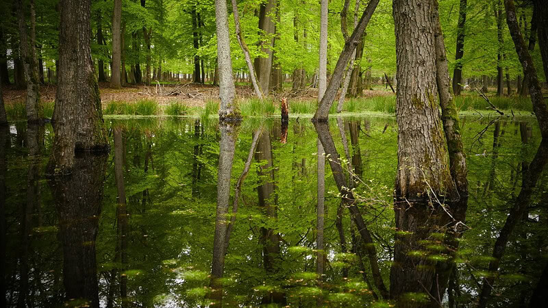Teich mit Bäumen ringsum