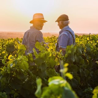 Zwei Männer stehen in mitten der Weinreben und genießen den Sonnenuntergang.