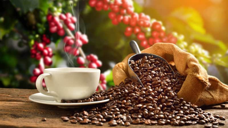 Kaffeetasse mit dampfendem Kaffee neben einem Jutesack voller Kaffeebohnen, im Hintergrund Kaffeepflanzen mit roten Kirschen.