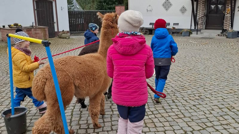 Kinder führen Alpakas an Leinen über einen gepflasterten Hof. Die Kinder tragen Winterjacken und laufen gemeinsam in Richtung eines Hauses.