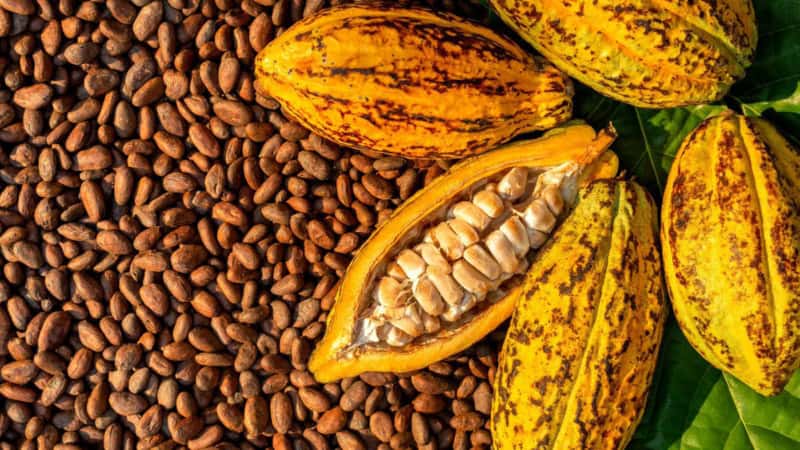 Ein 5 Kakao Pflanzen die auf getrocknetem Kakao liegen