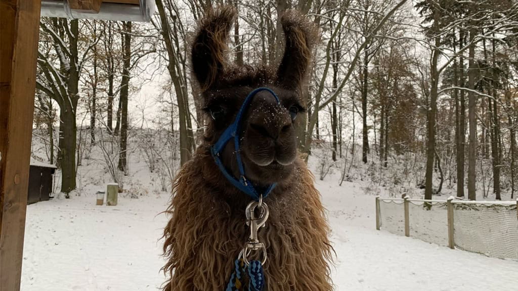 Alpaka-Glühweinwanderung-alpakakopf Ein braunes Alpaka mit einem Geschirr um der Schnauze.