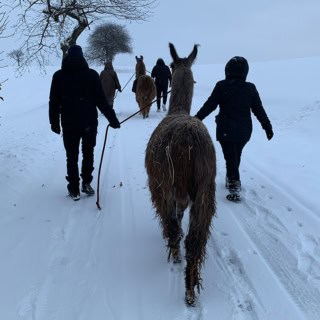4 Personen die mit 2 Alpakas über einen Weg mit tiefem Schnee laufen.