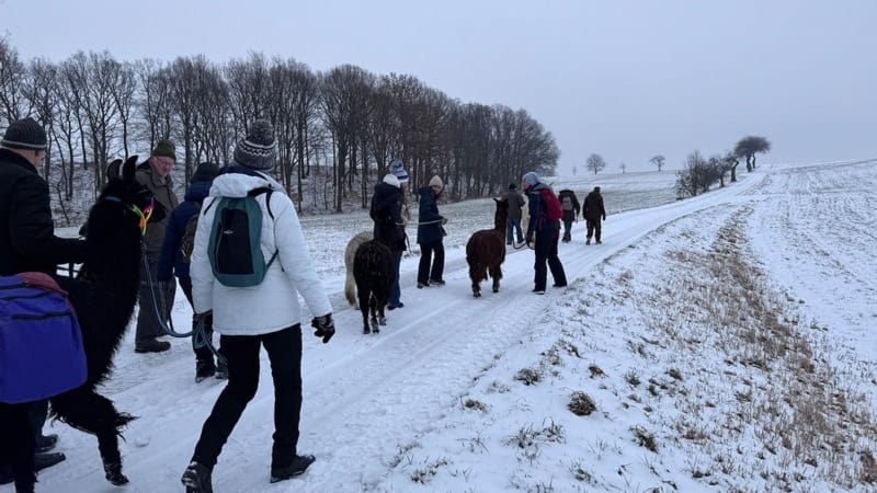 Viele Menschen laufen mit Alpakas über einen beschneiten Feldweg.
